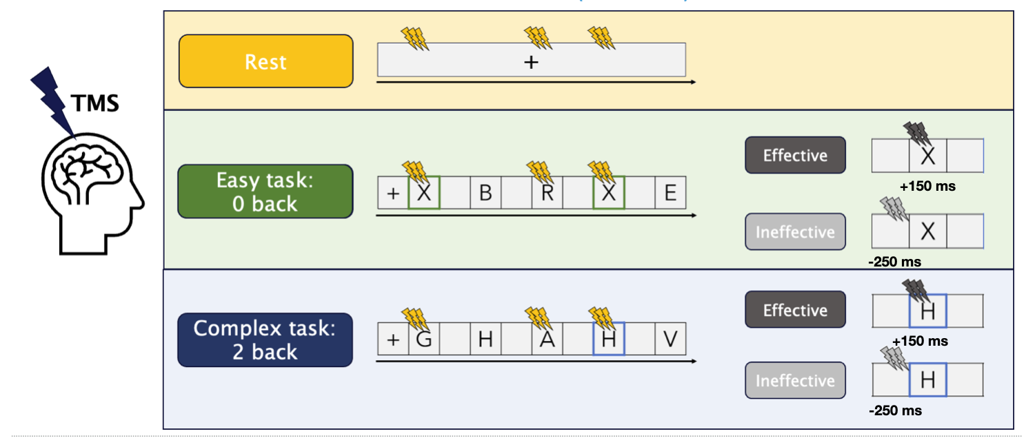 Rest, 0-back and 2-back task conditions, with stimulation at minus 250 or plus 150 milliseconds