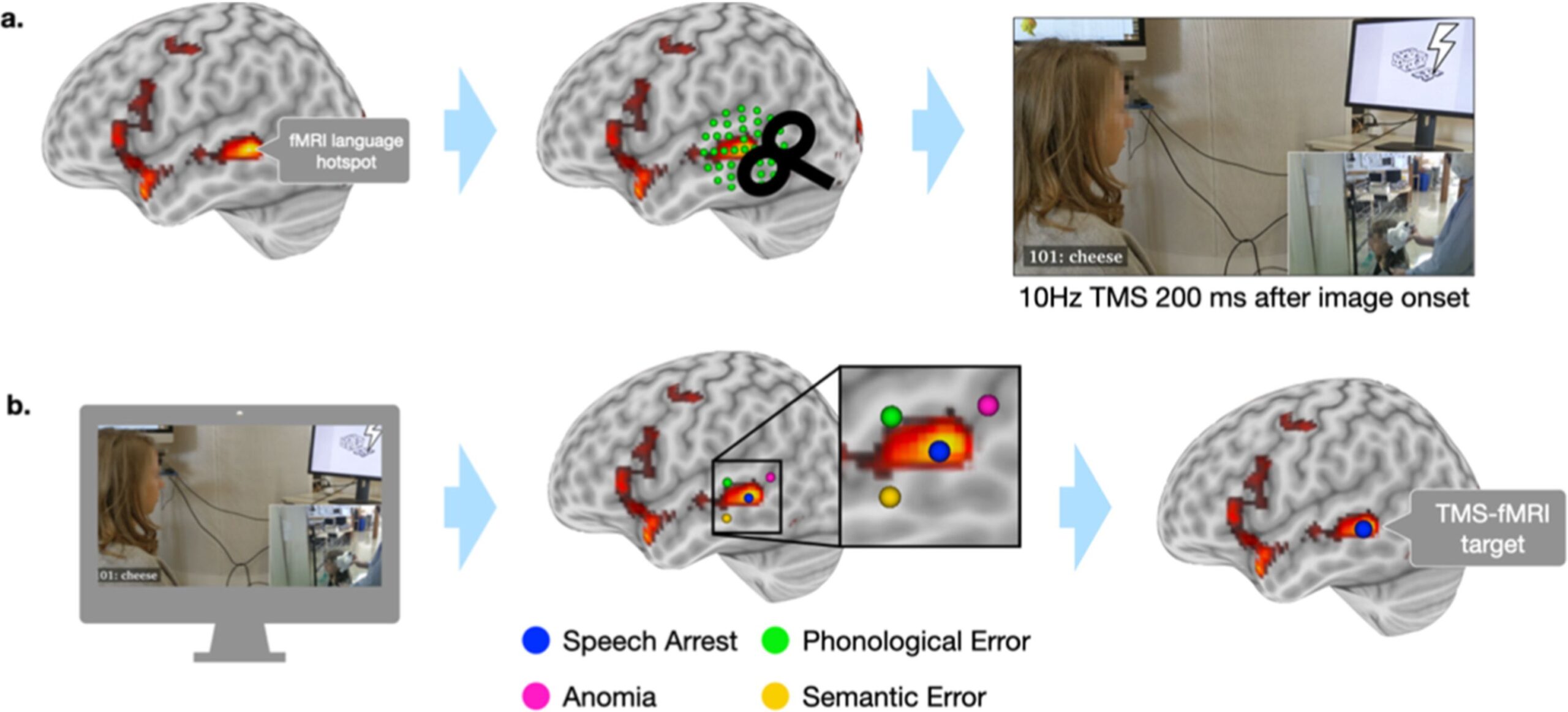 Workflow connecting fMRI language hotspots, neuronavigated TMS, naming errors and a TMS-fMRI target